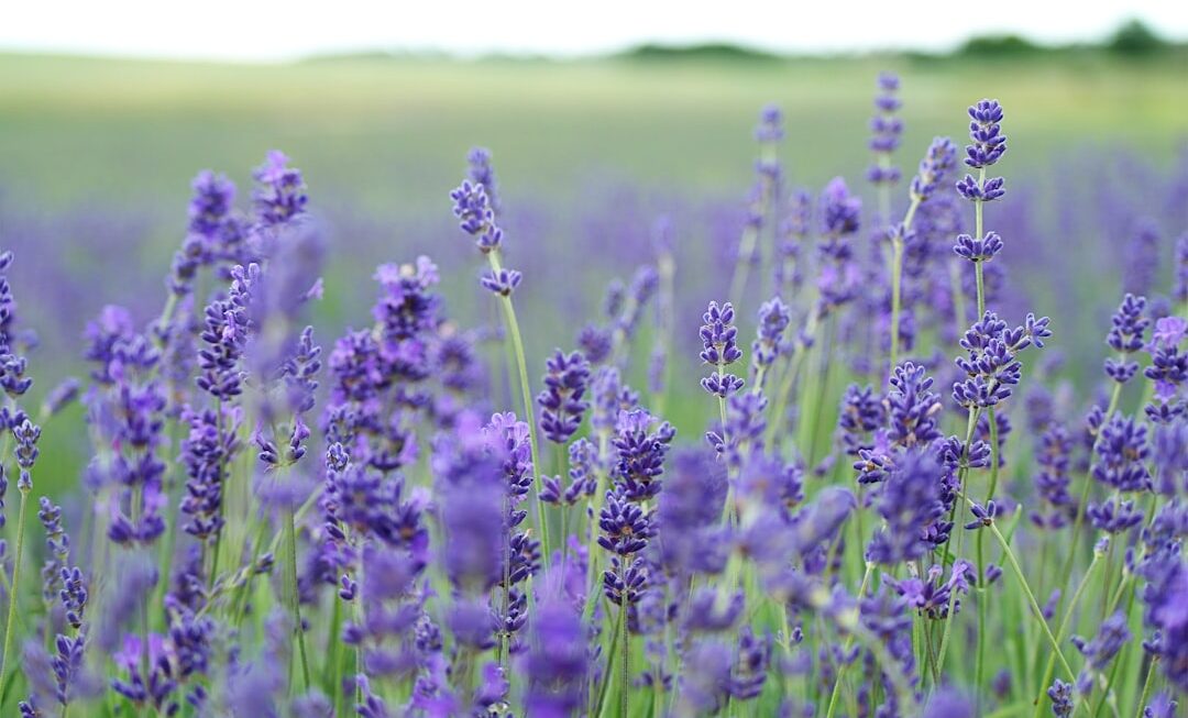 Photo Lavender Orpington Chicken: Poultry, Lavender Orpington