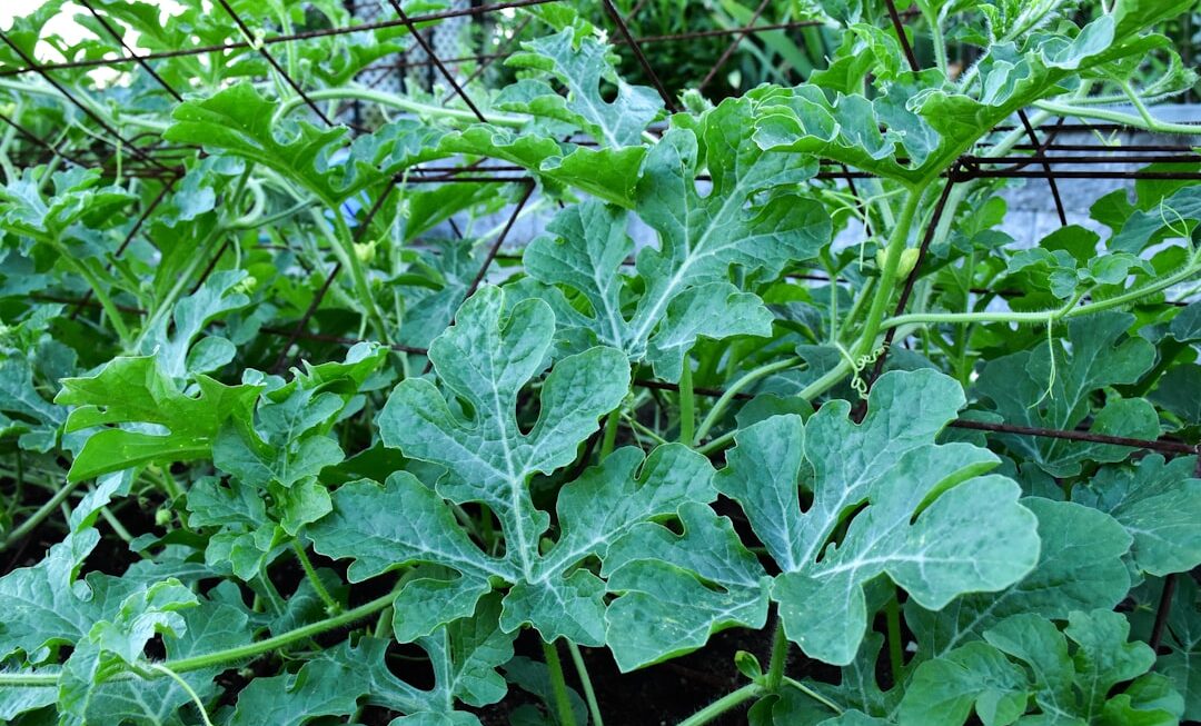 Photo Watermelon plant