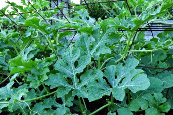 Growing a Thriving Watermelon Vine: Tips for Success