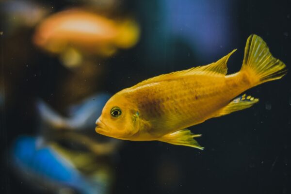 Colorful Peacock Cichlid: A Guide to Caring for These Beautiful Fish