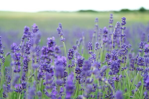 Lavender Orpington Chicken: A Beautiful Addition to Your Flock